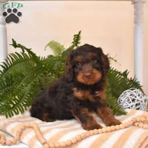 Chance, Cavapoo Puppy